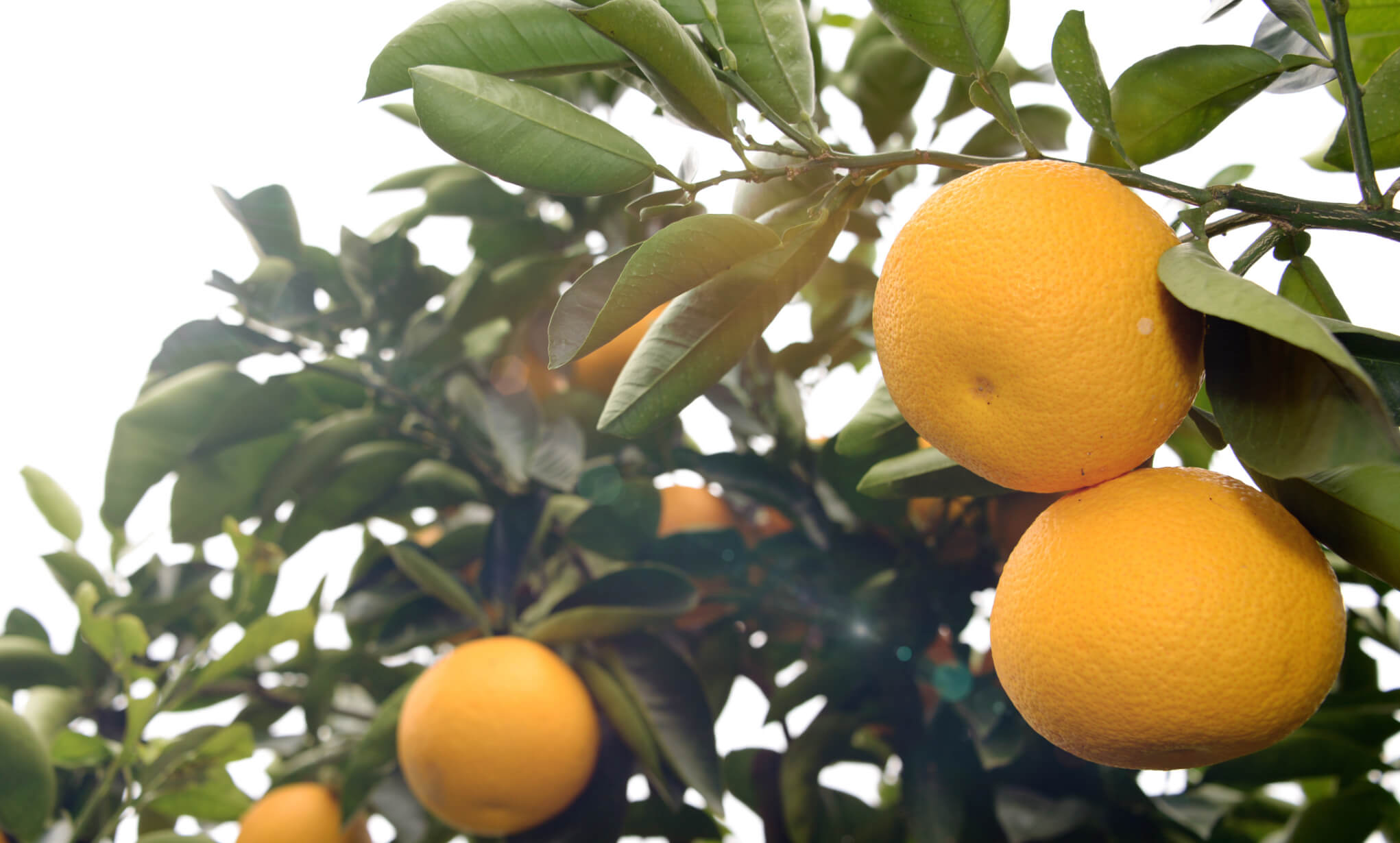 一部の柑橘類の果皮に含まれるオーラプテンには様々な効能が